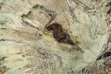 Polished Petrified Wood Slab With Malachite - Turkey #383673-1